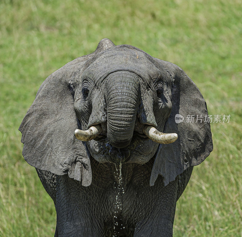 非洲丛林象(Loxodonta africana)，也被称为非洲草原象。肯尼亚马赛马拉国家保护区。头部饮酒的特写。